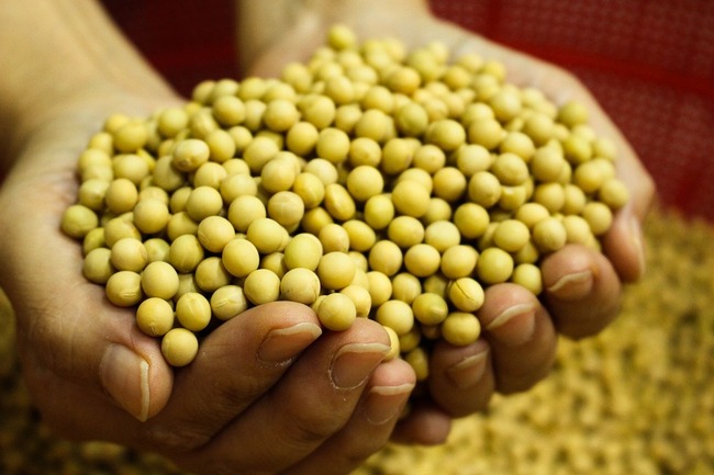 콩, 흰콩, 백태, 한국콩, 두유, 두유콩, 노란콩, 곡물, Bean, Soy, Soybean